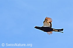 Photo: Birkhahn im Flug