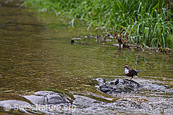Photo: Wasseramsel (Cinclus cinclus)