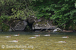 Foto: Gänsesäger (Mergus merganser)