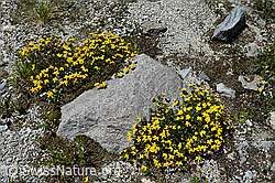 Alpen-Hornklee (Lotus alpinus) (C148108) Alpen-Hornklee (Lotus alpinus) (C148108)