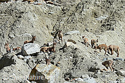 Photo: Alpine ibex (Capra ibex) in a herd