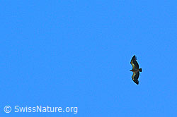 Photo: Gänsegeier (Gyps fulvus)