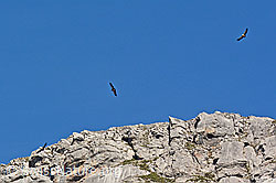 Photo: Gänsegeier (Gyps fulvus)