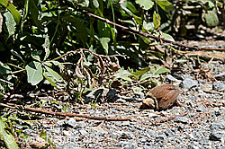 Photo: Zaunkönig (Troglodytes troglodytes)