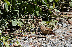 Photo: Zaunkönig (Troglodytes troglodytes)