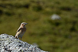Foto: Bergpieper (Anthus spinoletta)
