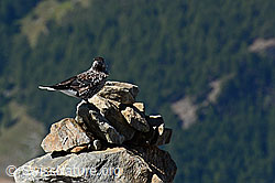 Photo: Tannenhäher (Nucifraga caryocatactes)