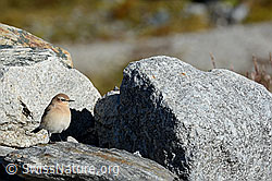 Foto: Steinschmätzer (Oenanthe oenanthe)