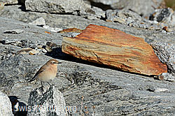 Foto: Steinschmätzer (Oenanthe oenanthe)