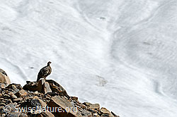 Alpenschneehuhn am Gletscherrand (C153836)