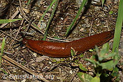 Spanische Wegschnecke (Arion vulgaris) (C154007) Spanische Wegschnecke (Arion vulgaris) (C154007)