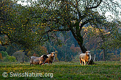 Photo: Schafe, Hausschaf (Ovis gmelini aries)