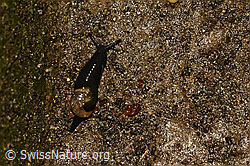 Kurze Glasschnecke (Vitrinobrachium breve) (C156153) Kurze Glasschnecke (Vitrinobrachium breve) (C156153)