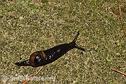 Kurze Glasschnecke (Vitrinobrachium breve) (C156188) Kurze Glasschnecke (Vitrinobrachium breve) (C156188)