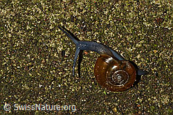 Grosse Glanzschnecke (Oxychilus draparnaudi) (C156306) Grosse Glanzschnecke (Oxychilus draparnaudi) (C156306)
