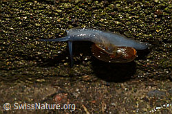 Grosse Glanzschnecke (Oxychilus draparnaudi) (C156307) Grosse Glanzschnecke (Oxychilus draparnaudi) (C156307)