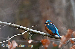Photo: Eisvogel
