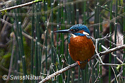 Photo: Eisvogel