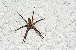 Listspinne (Pisaura mirabilis) von oben (C156834) Listspinne (Pisaura mirabilis) von oben (C156834)