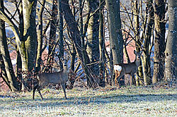 Photo: Capreolus capreolus