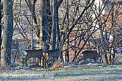 Photo: Capreolus capreolus
