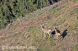 Photo: Capreolus capreolus