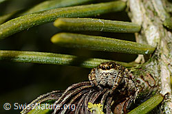 Dendryphantes rudis (Springspinne) (02.04.2020, C158267)