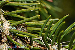 Dendryphantes rudis (C158275)