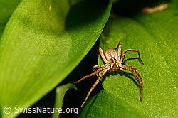 Listspinne (Pisaura mirabilis) auf Bärlauchblatt (C158352) Listspinne (Pisaura mirabilis) auf Bärlauchblatt (C158352)