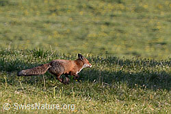 Photo: Red fox (Vulpes vulpes)