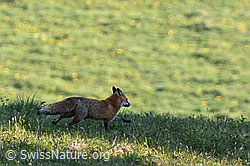 Photo: Red fox (Vulpes vulpes)
