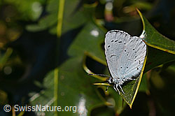 Faulbaumbläuling (Celastrina argiolus)