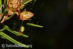 Kürbisspinne (Araniella cucurbitina) im Netz (16.04.2020, C158841)