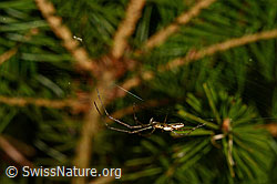 Bergstreckerspinne (Tetragnatha montana) im Radnetz (C158855)