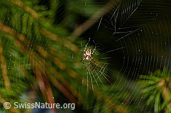 Gartenkreuzspinne (Araneus diadematus) (C158874) Gartenkreuzspinne (Araneus diadematus) (C158874)