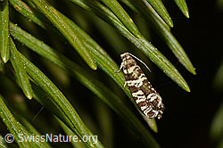 Fichtenwickler (Epinotia tedella)