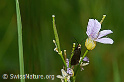 Grüner Langfühler (Adela reaumurella) an Wiesen-Schaumkraut (Cardamine pratensis)