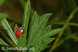 Asiatischer Marienkäfer (Harmonia axyridis) (C159753) Asiatischer Marienkäfer (Harmonia axyridis) (C159753)