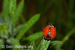 Asiatischer Marienkäfer (Harmonia axyridis) (26.04.2020, C159758)