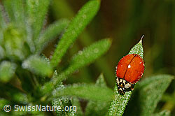 Asiatischer Marienkäfer (Harmonia axyridis) (C159762) Asiatischer Marienkäfer (Harmonia axyridis) (C159762)
