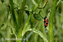 Gemeine Blutzikade (Cercopis vulnerata) (C160096) Gemeine Blutzikade (Cercopis vulnerata) (C160096)