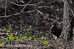 Photo: Eichhörnchen (Sciurus vulgaris)