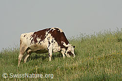 Photo: Hausrind (Bos taurus)