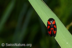Gemeine Blutzikade (Cercopis vulnerata) (C160449) Gemeine Blutzikade (Cercopis vulnerata) (C160449)