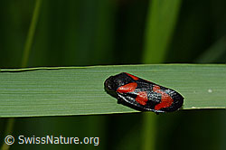 Gemeine Blutzikade (Cercopis vulnerata) (C160452) Gemeine Blutzikade (Cercopis vulnerata) (C160452)