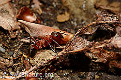 Rote Waldameise (Formica rufa) (C161091) Rote Waldameise (Formica rufa) (C161091)