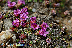 Gegenblättriger Steinbrech (Saxifraga oppositifolia) (C161298) Gegenblättriger Steinbrech (Saxifraga oppositifolia) (C161298)