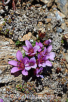 Gegenblättriger Steinbrech (Saxifraga oppositifolia) (C161304) Gegenblättriger Steinbrech (Saxifraga oppositifolia) (C161304)