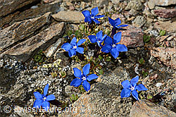 Schleichers Enzian (Gentiana schleicheri) (C161307)