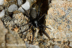 Gnaphosa lucifuga (Plattbauchspinne) (21.05.2020, C161313)
